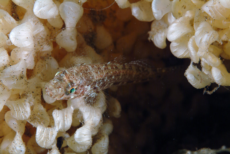 juvenile Gobius cruentatus (zona Porto Badisco LE)